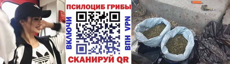 Псилоцибиновые грибы MAGIC MUSHROOMS  как найти закладки  Балтийск 